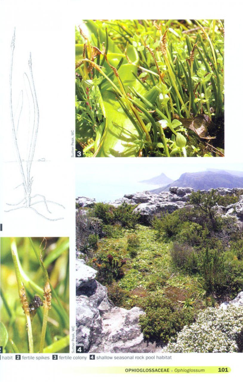 Ferns Of Southern Africa A Comprehensive Guide Neil R
