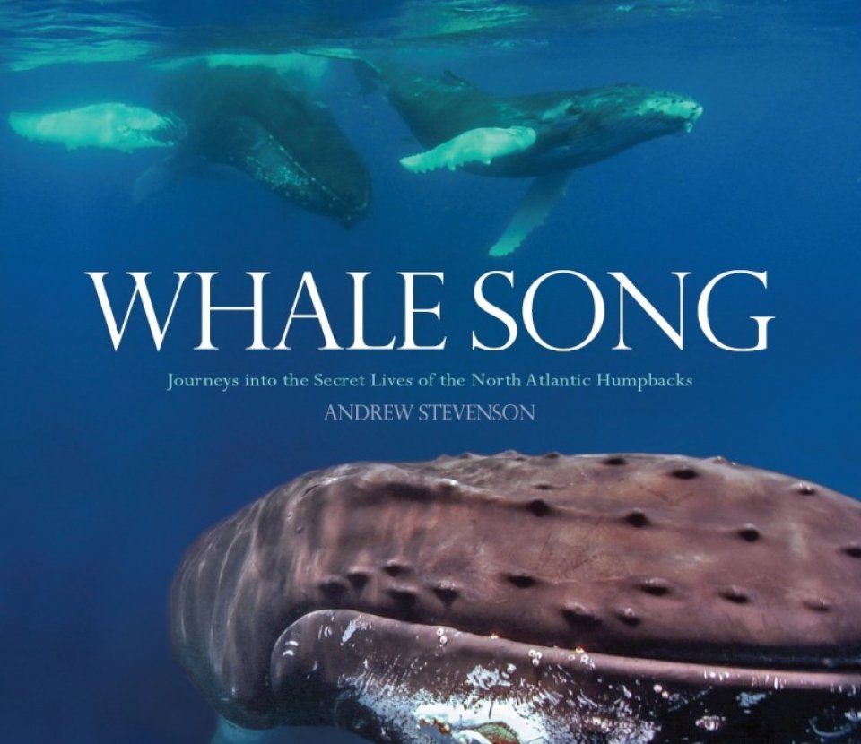 Whale Song Andrew Stevenson Nhbs Book Shop