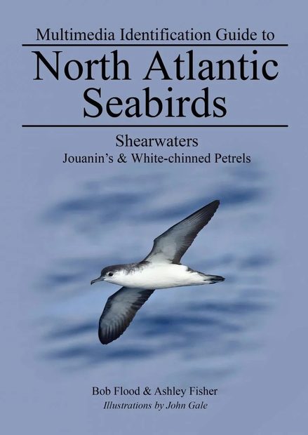 Multimedia Identification Guide to North Atlantic Seabirds: Shearwaters: Jouanin's & White-Chinned Petrels