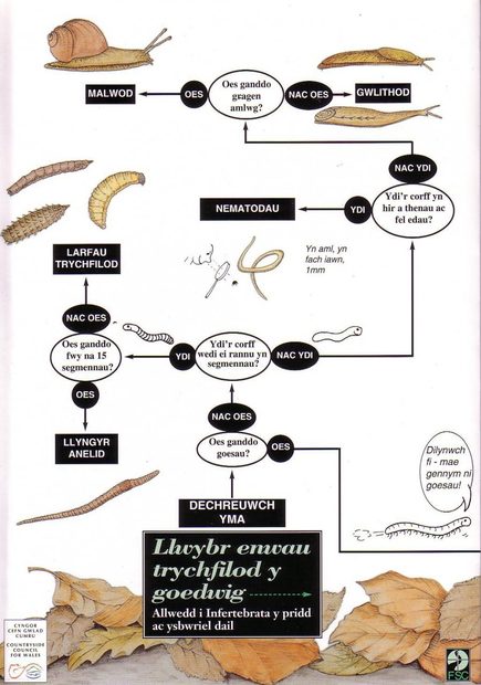 Llwybr Enwau Trychfilod Y Goedwig [Woodland Name Trail]