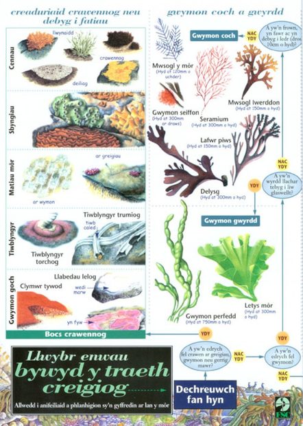 Llwybr Enwau Bywyd y Traeth Creigiog [The Rocky Shore Name Trail]