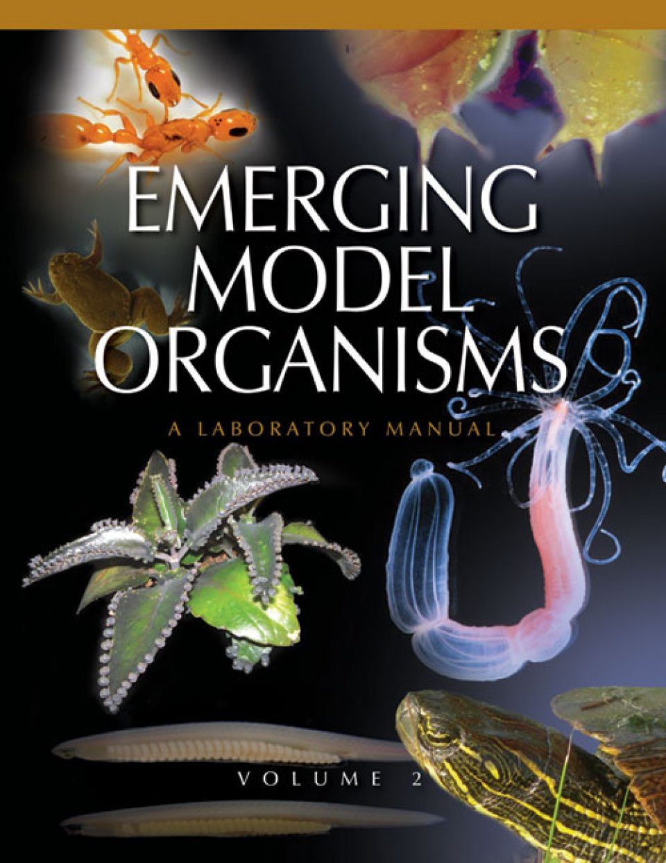 Emerging Model Organisms Volume 2 A Laboratory Manual Nhbs Academic Amp Professional Books