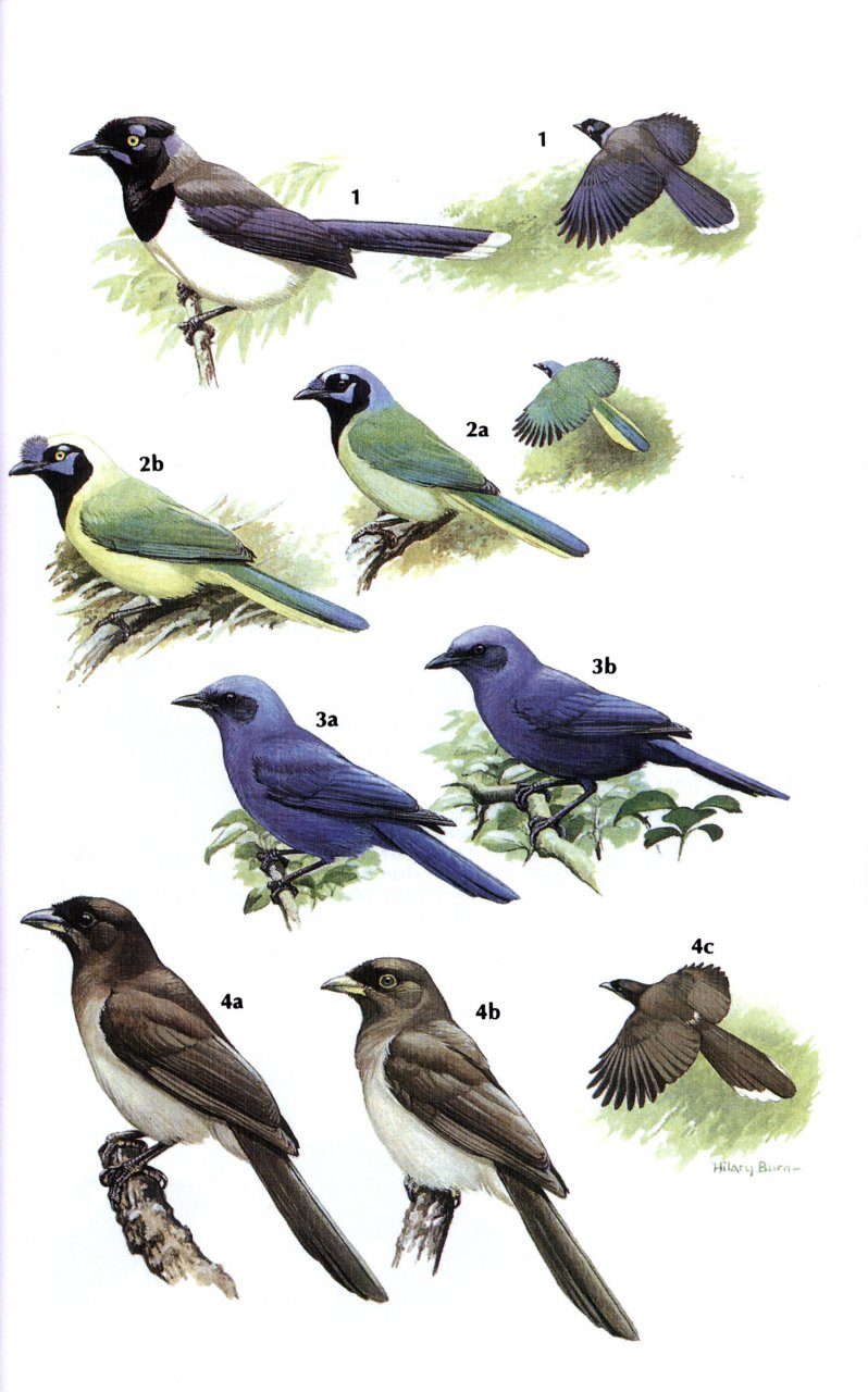 Crows And Jays A Guide To The Crows Jays And Magpies Of