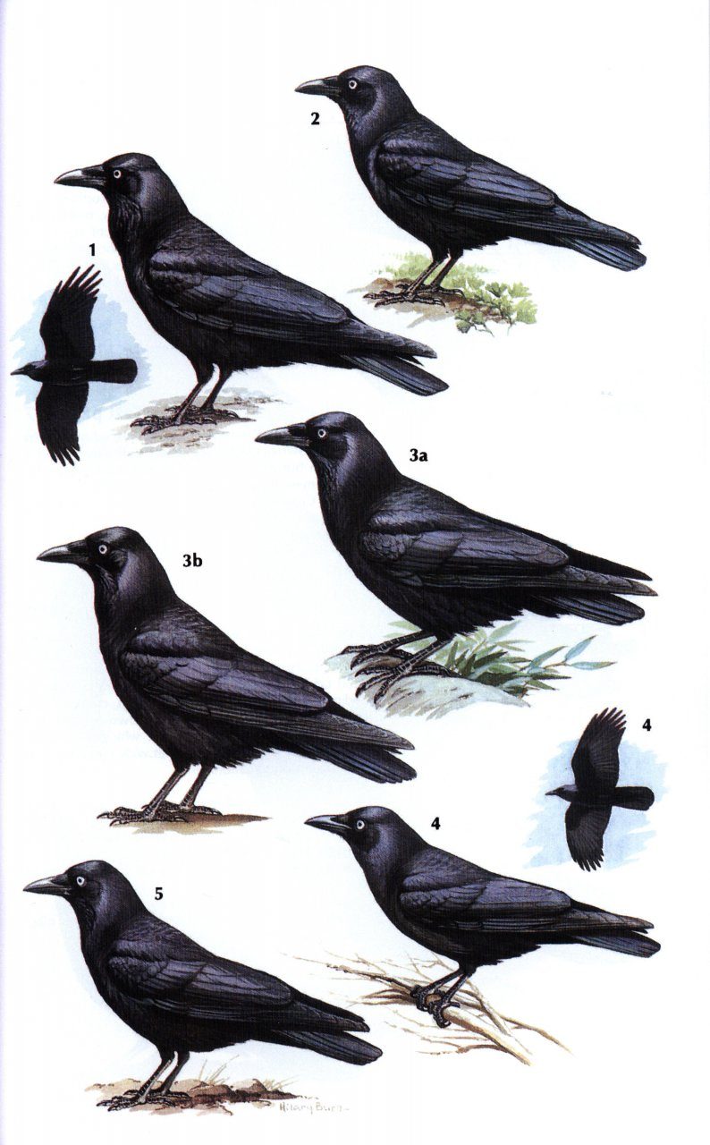 Crows And Jays A Guide To The Crows Jays And Magpies Of
