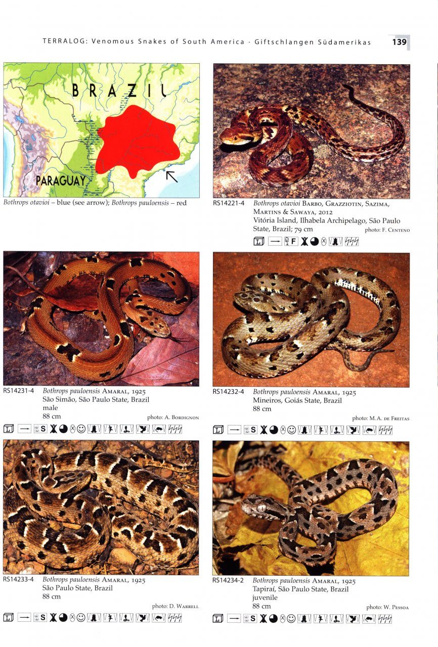 Venomous Snakes of South America Chimaira 
