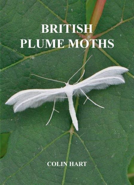 British Plume Moths