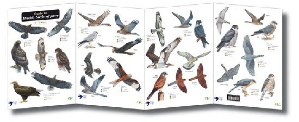 British Birds Of Prey, Identification Guides