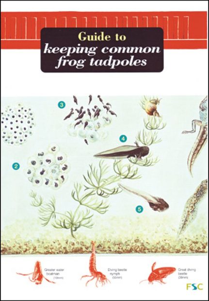 Guide to Keeping Common Frog Tadpoles