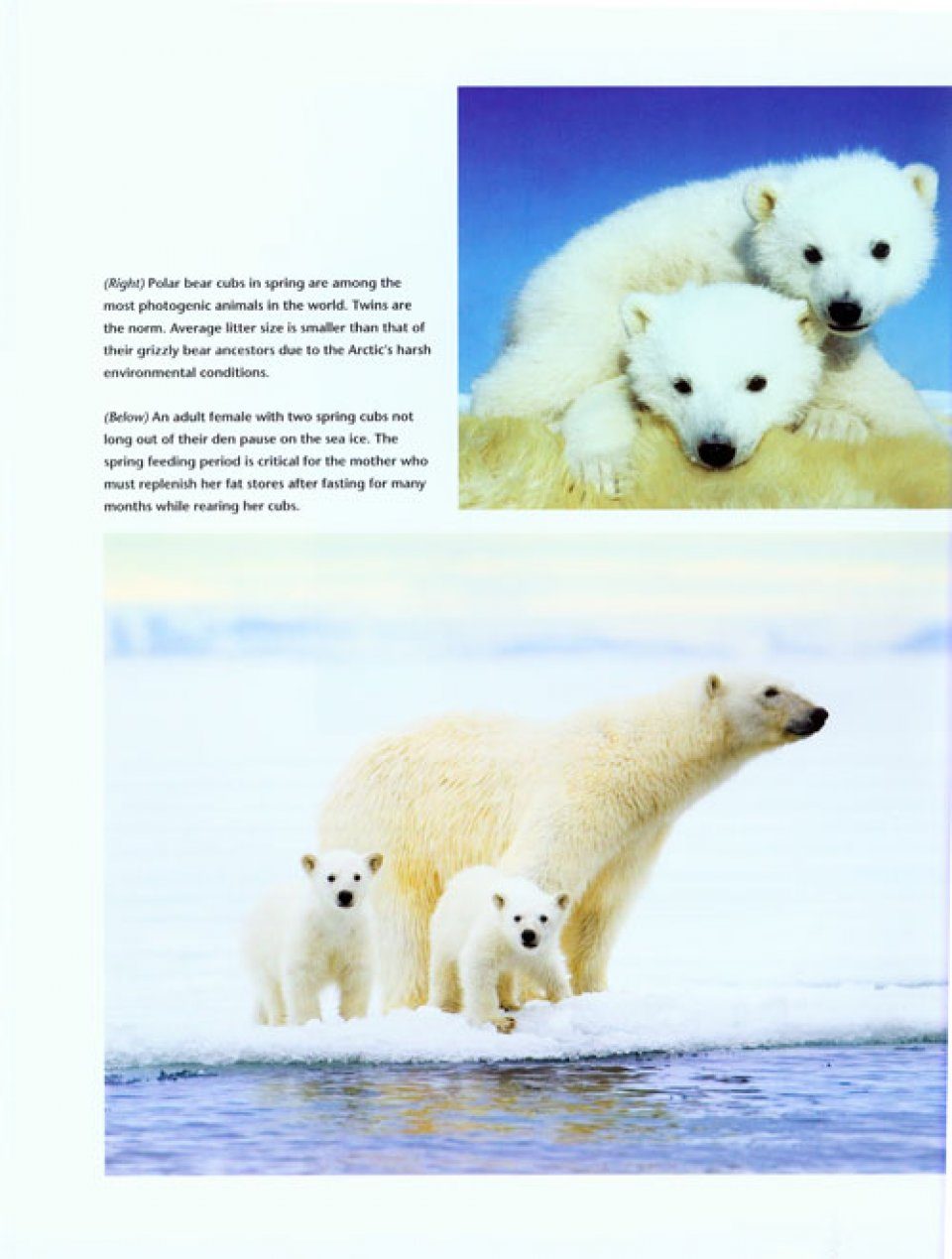 Polar Bears The World Of Mammals