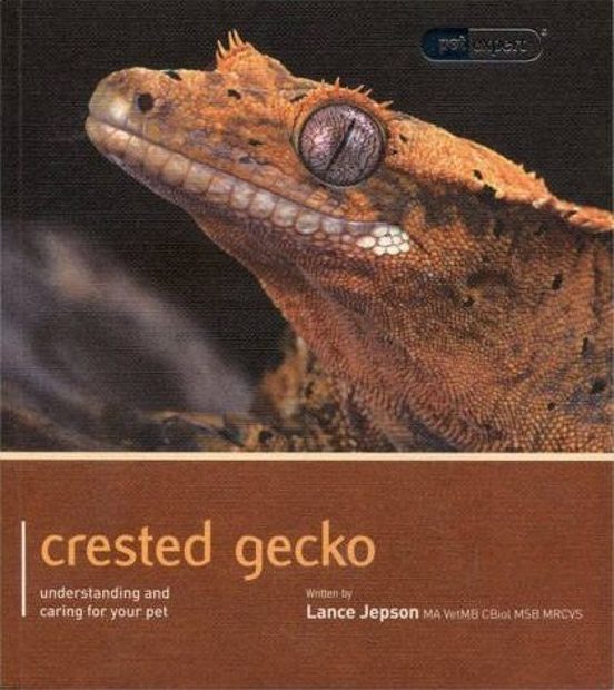 Crested Gecko