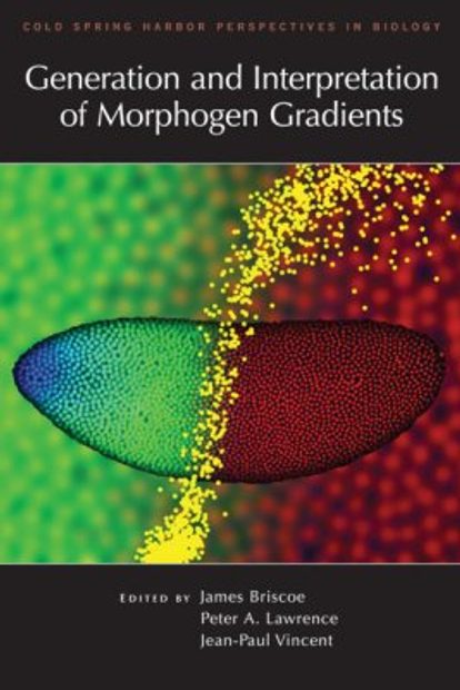 Generation and Interpretation of Morphogen Gradients