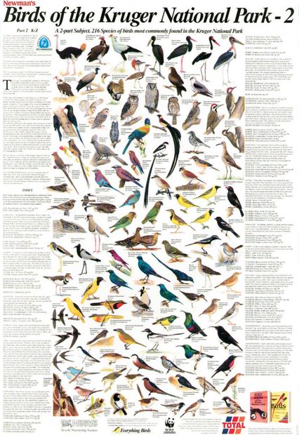 Newman's Birds of the Kruger National Park, 2: K-Z - Poster
