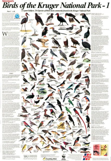 Newman's Birds of the Kruger National Park, 1: A-K - Poster