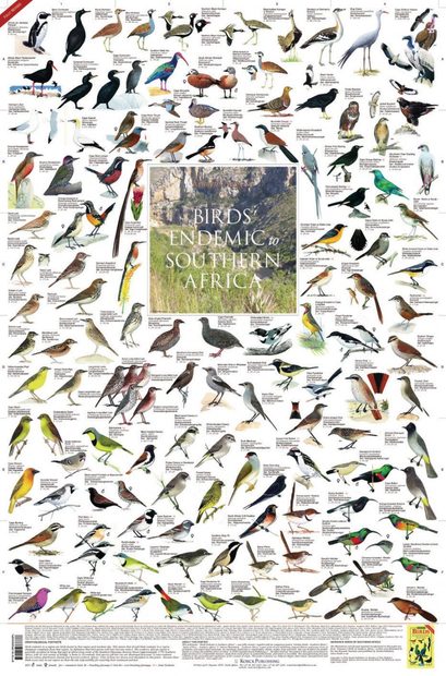 Birds Endemic to Southern Africa - Poster