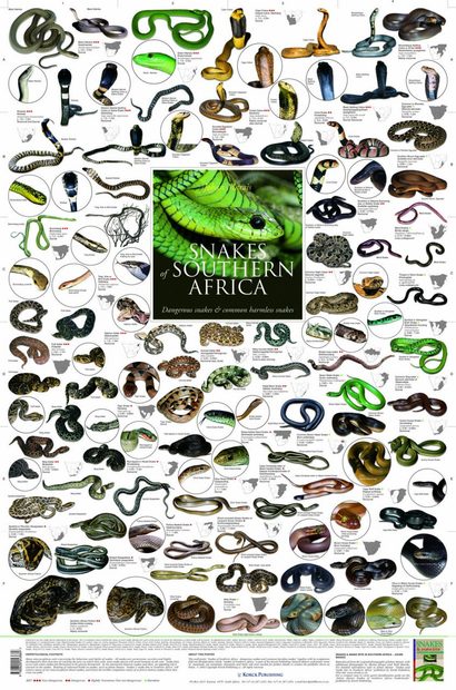 Snakes of Southern Africa - Poster