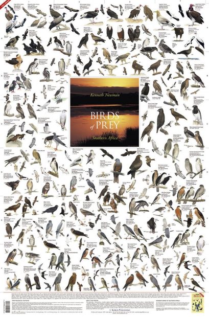 Birds of Prey, Southern Africa