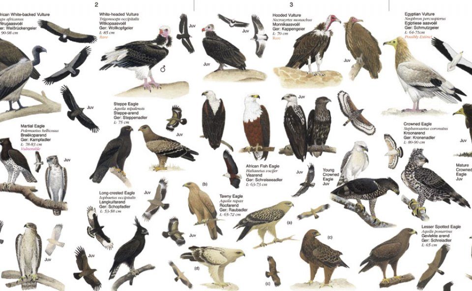 Birds of Prey, Birds of Prey List