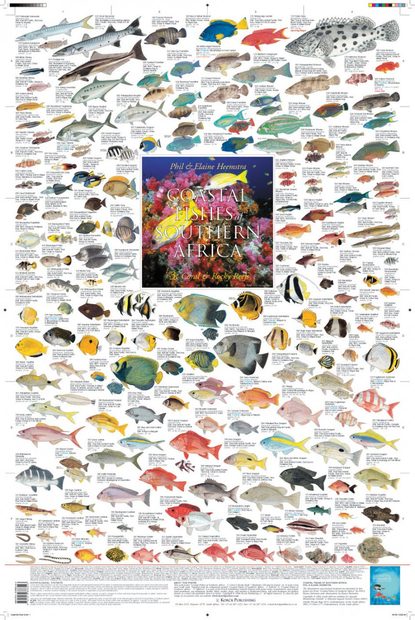 Coastal Fishes of Southern Africa, 3: Coral and Rocky Reefs - Poster
