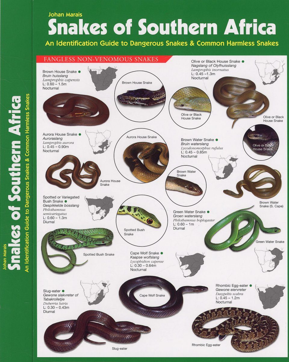 Snake Identification Chart South Africa