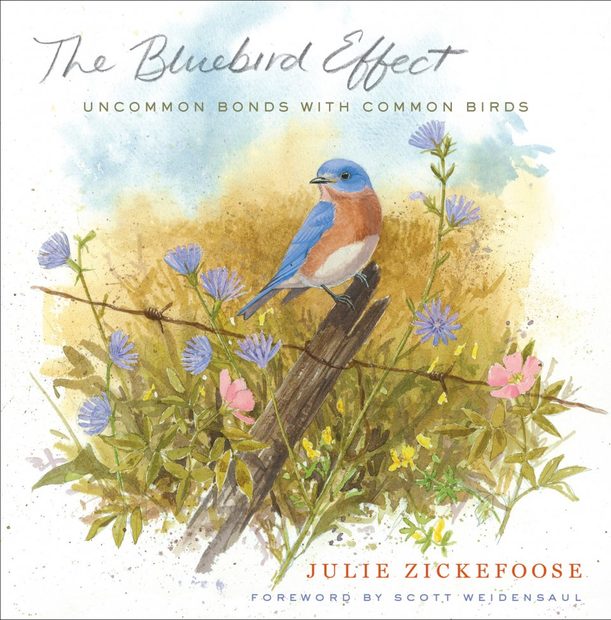 The Bluebird Effect
