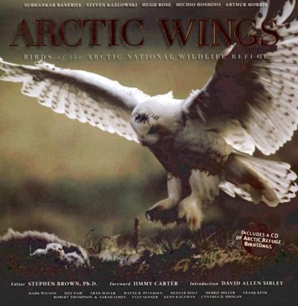 Arctic Wings