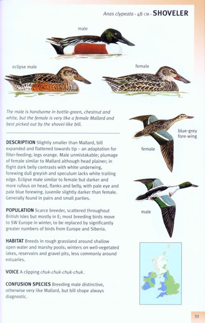 RSPB Pocket Guide to British Birds | NHBS Field Guides ...
