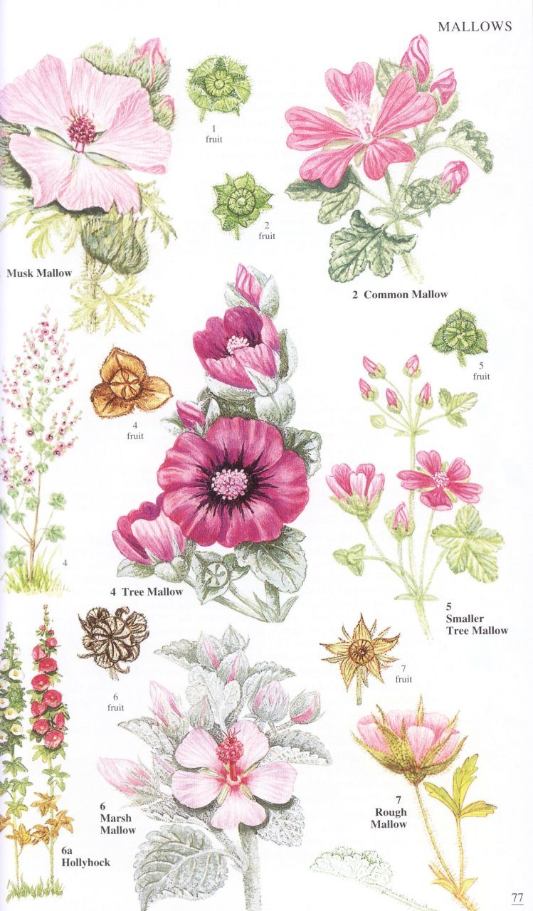 Featured image of post Wildflower Field Guide Uk / Wildflowers, northeastern and northcentral north america.