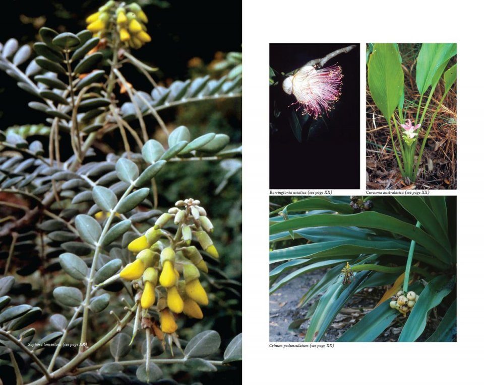 Australian Medicinal Plants: A Complete Guide to Identification and ...