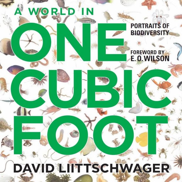 A World in One Cubic Foot