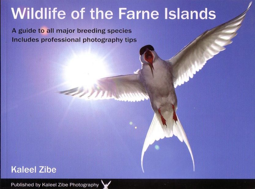 Wildlife of the Farne Islands