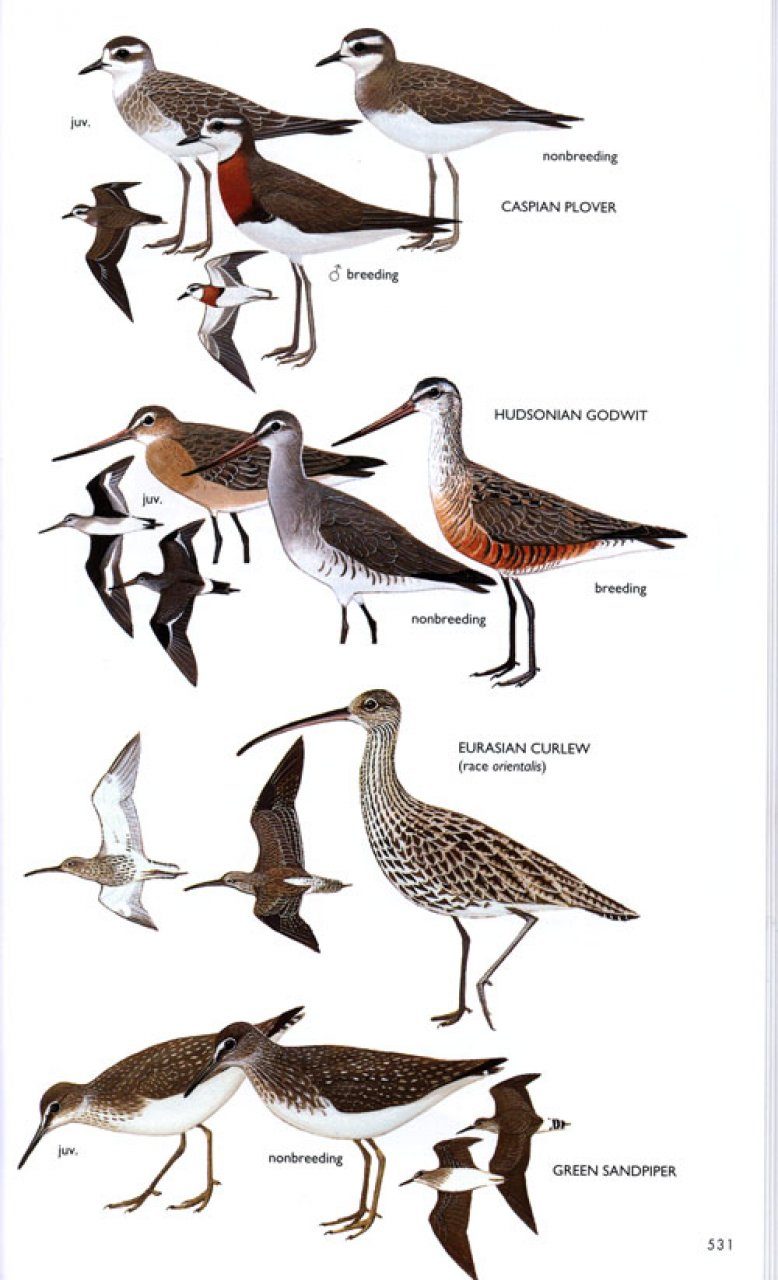 The Field Guide To The Birds Of Australia The Definitive