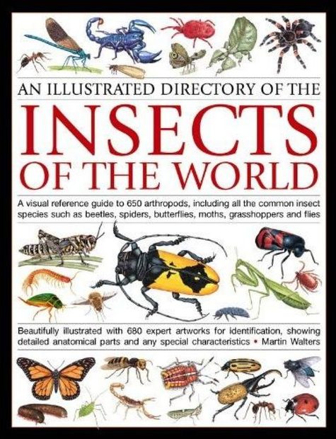 Illustrated Directory of Insects of the World | NHBS Field Guides ...
