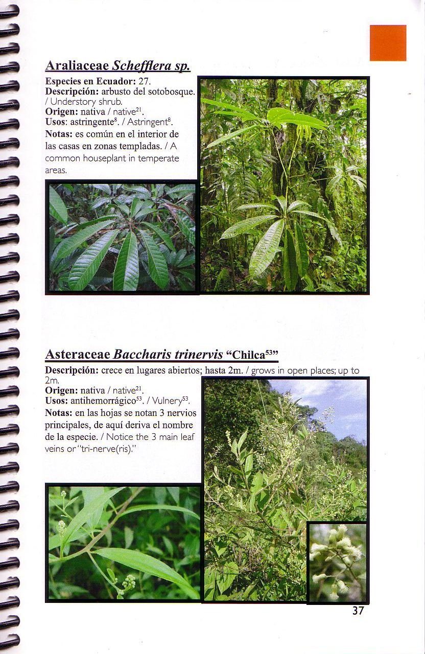 Plants of Mindo / Plantas de Mindo | NHBS Field Guides & Natural History