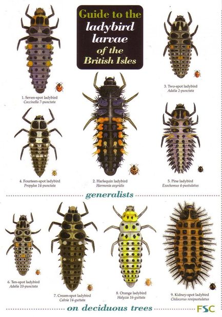 Guide to the Ladybird Larvae of the British Isles | NHBS Field Guides ...