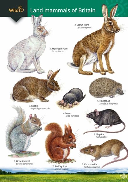 Land Mammals of Britain
