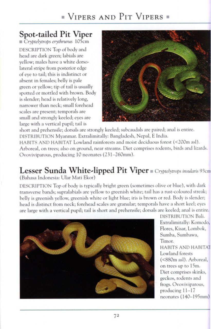 A Naturalist S Guide To The Snakes Of Southeast Asia