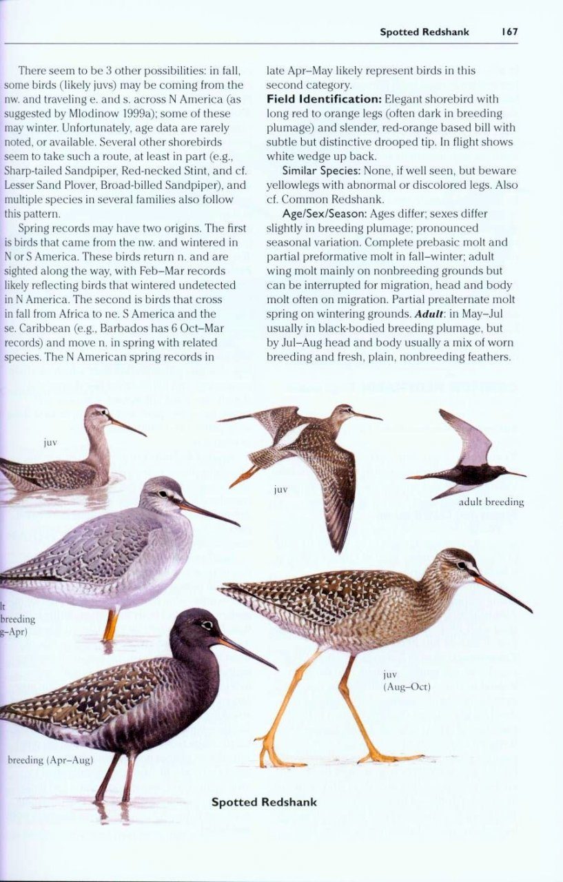 Rare Birds of North America  NHBS Field Guides & Natural History