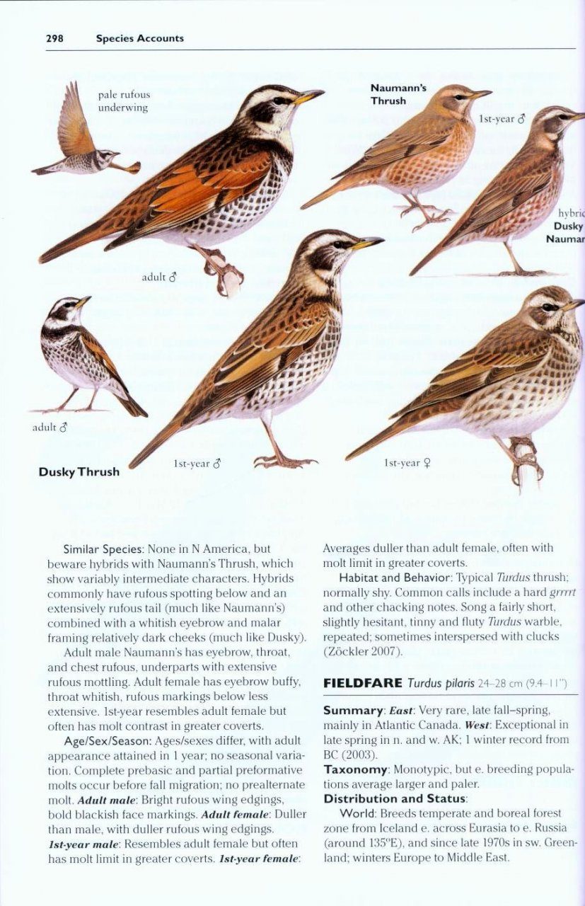 Rare Birds Of North America Steve Ng Howell Ian