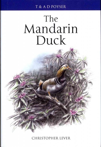 The Mandarin Duck