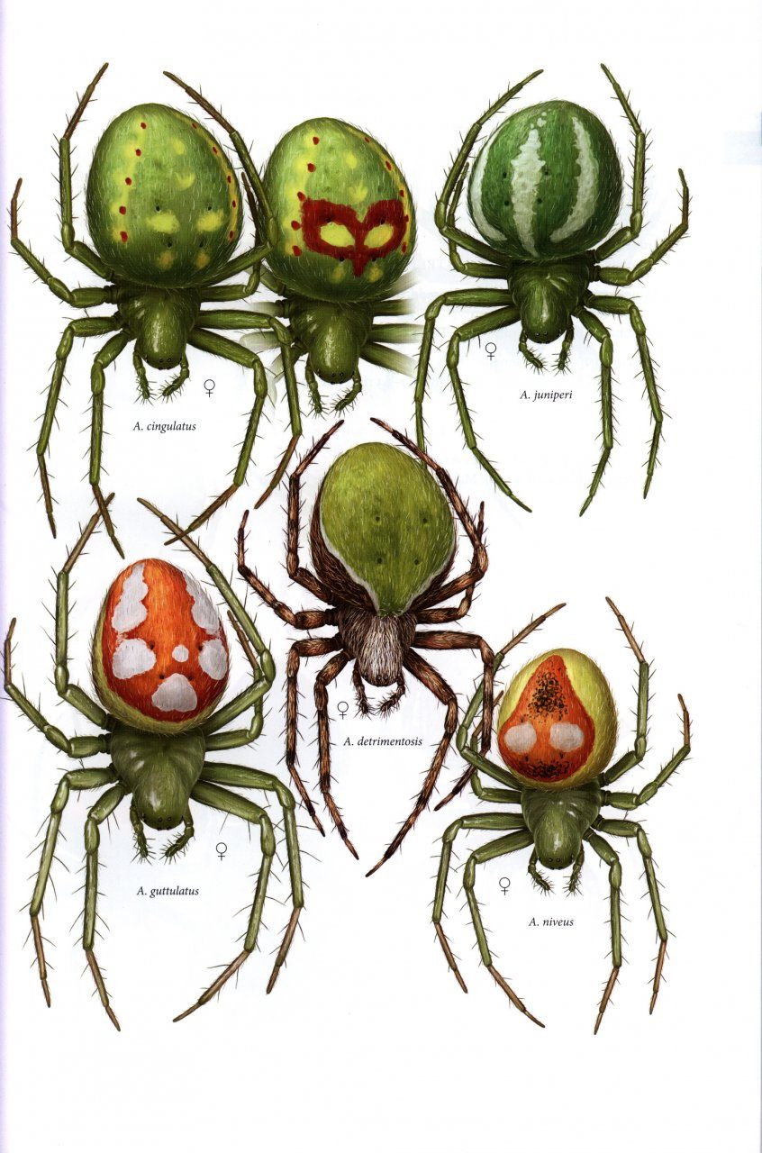 Spiders of North America - North American Insects & Spiders
