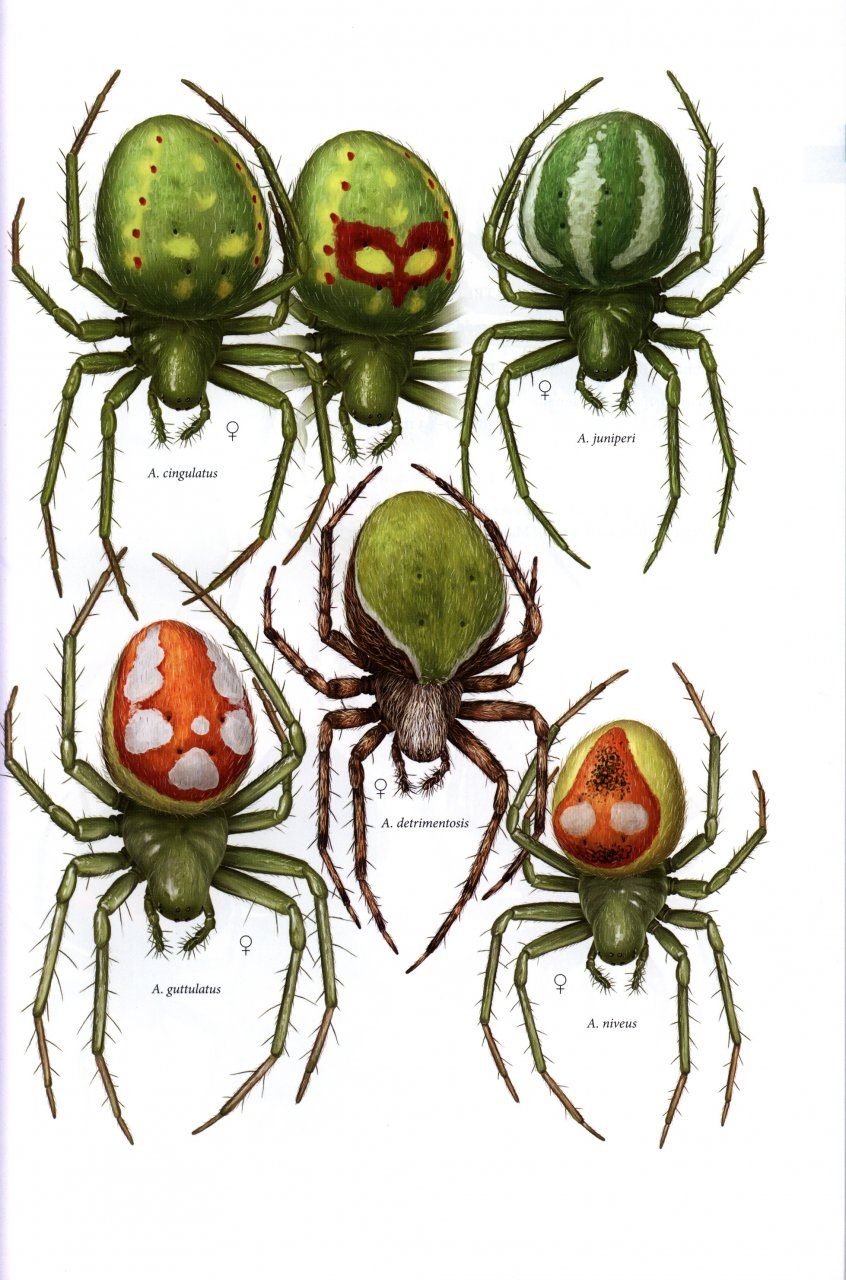 The common spiders of the United States. Spiders -- United States