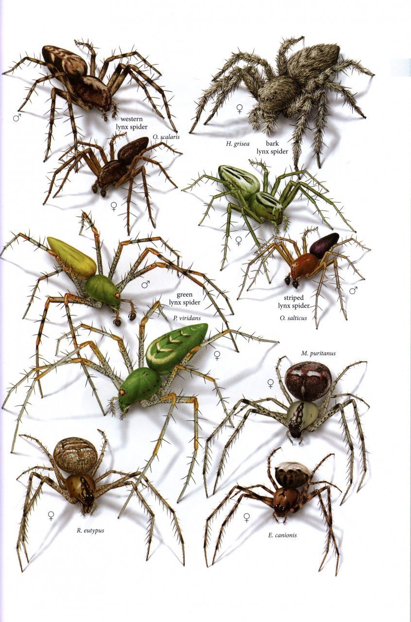 Spiders of North America - North American Insects & Spiders