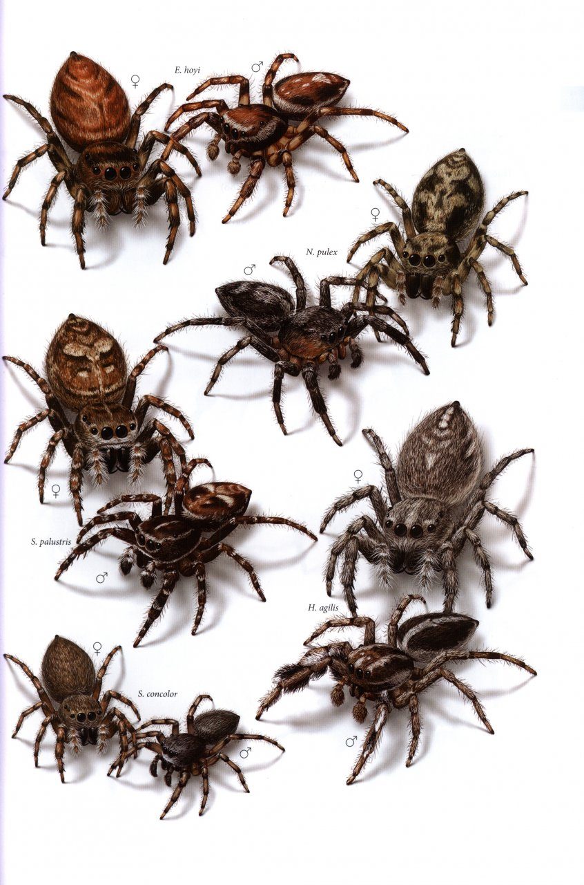 The common spiders of the United States. Spiders. thp: attid^ 57