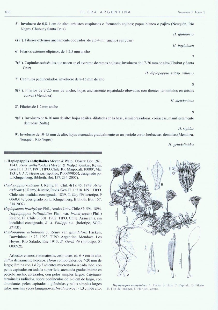 Flora Argentina, Volume 7(1) [Spanish]: Dicotyledoneae: Asteraceae I ...