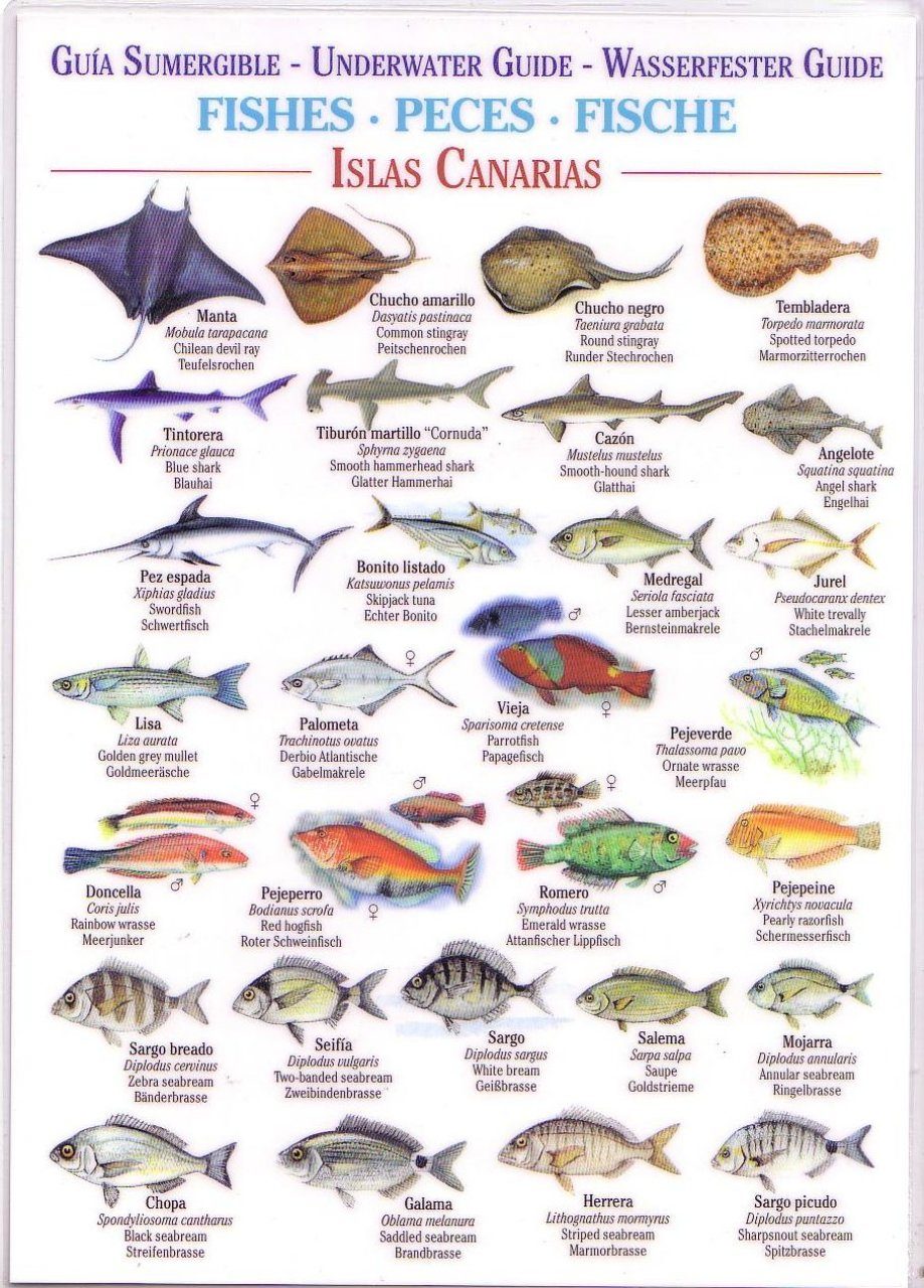 Lanzarote Fish Chart