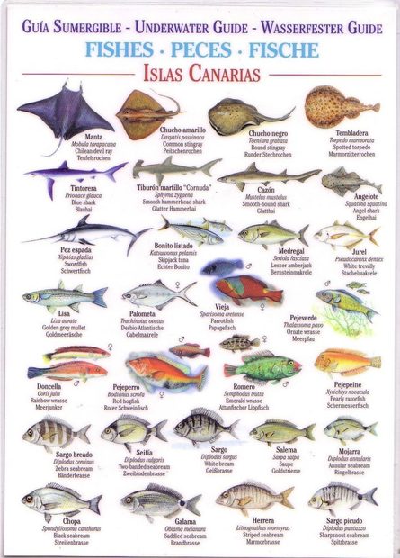 Fishes (Waterproof Field Guide)