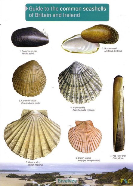 Guide to the Common Seashells of Britain and Ireland
