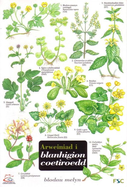 Arweiniad I Blanhigion Coetiroedd [Guide to Woodland Plants]