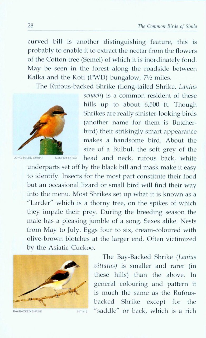 The Common Birds of Simla | NHBS Academic & Professional Books
