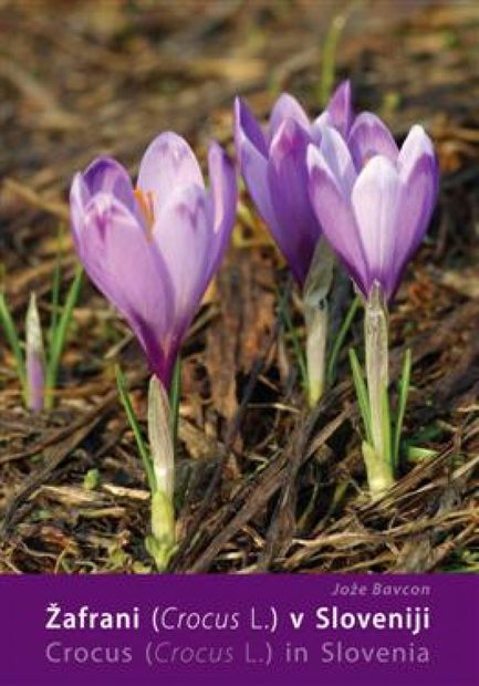 Crocus (Crocus L.) in Slovenia / Žafrani (Crocus L.) v Sloveniji